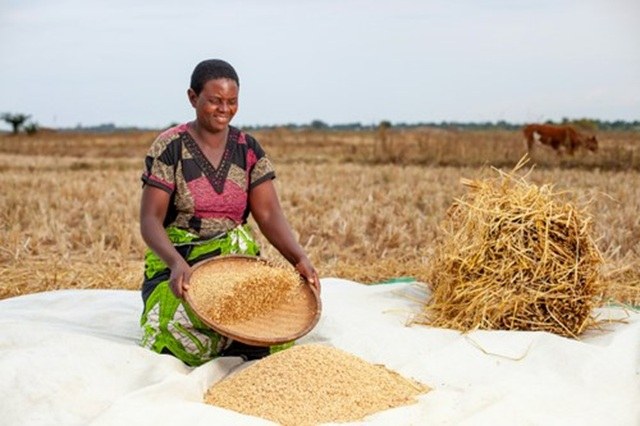 African woman during a farming activity.
